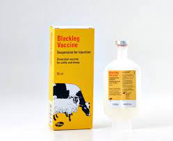 VITAMIN B COMPLEX 100MLS